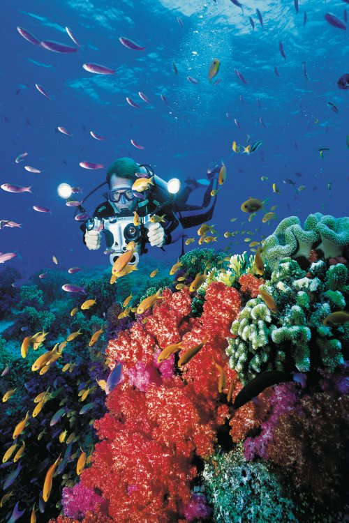 fiji-scuba-diving