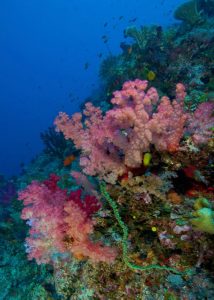 all-inclusive-fiji-activities