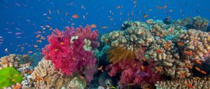 fiji-scuba-diving-resorts