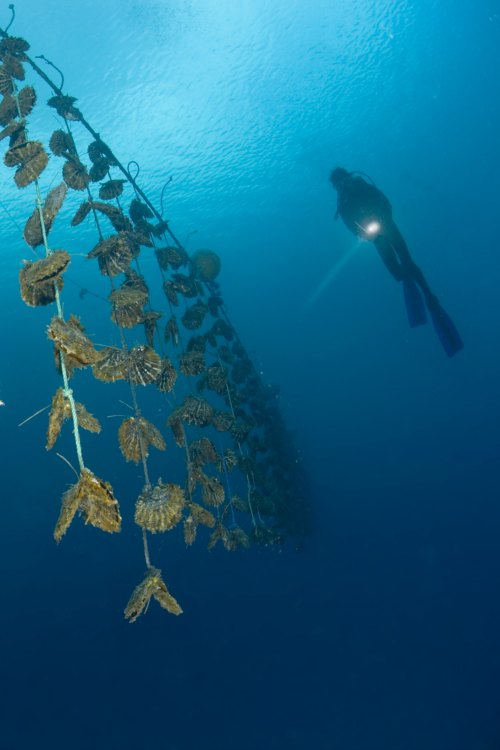 fiji-pearl-farm-tour