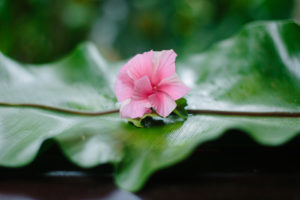 fiji-wedding-deals