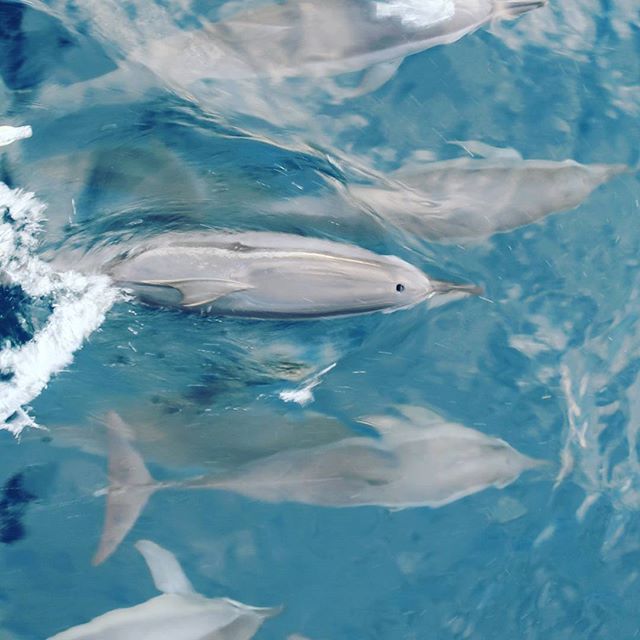 wild-dolphin-island-adventure-fiji