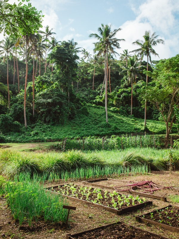 farm-to-table-fiji