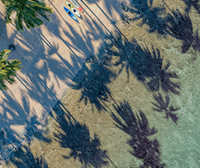 shadows of fiji palm trees